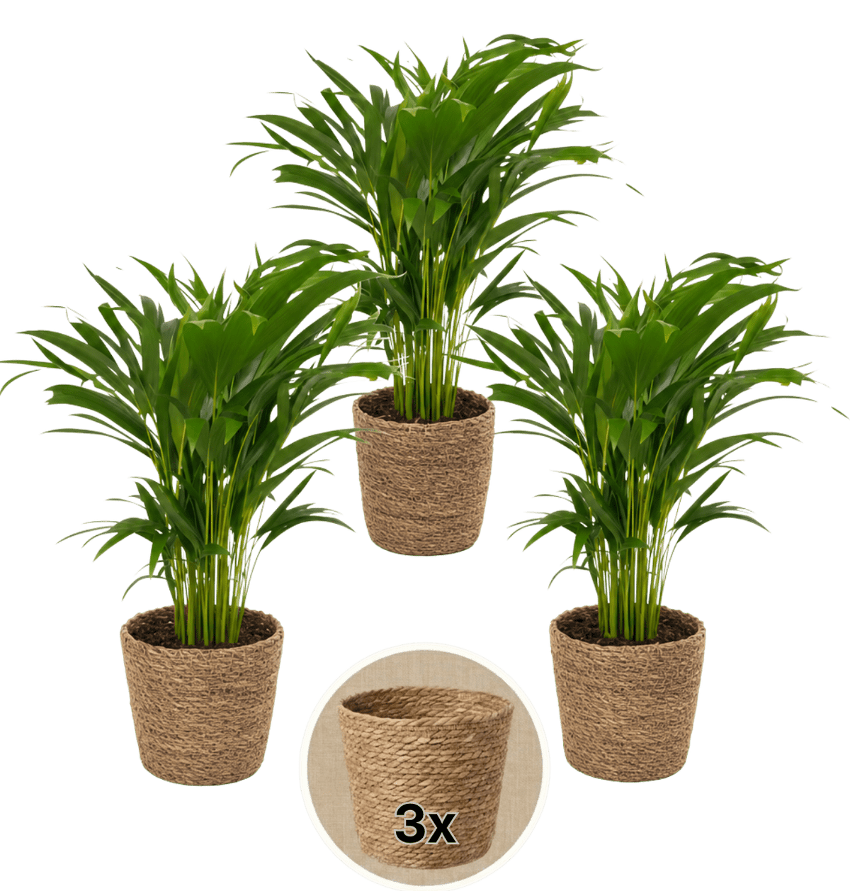 Goldfruchtpalme + 3x Seegraskorb | 3er-Set | Dypsis lutescens | ca. 40-50 cm | Ø 12-15 cm Topf - Blume Ideal