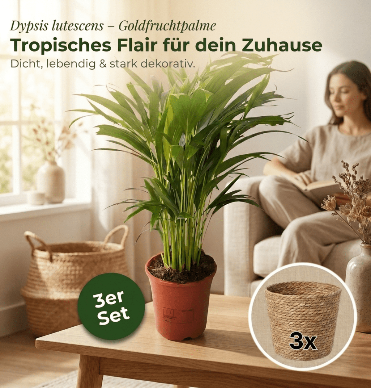 Goldfruchtpalme + 3x Seegraskorb | 3er-Set | Dypsis lutescens | ca. 40-50 cm | Ø 12-15 cm Topf - Blume Ideal