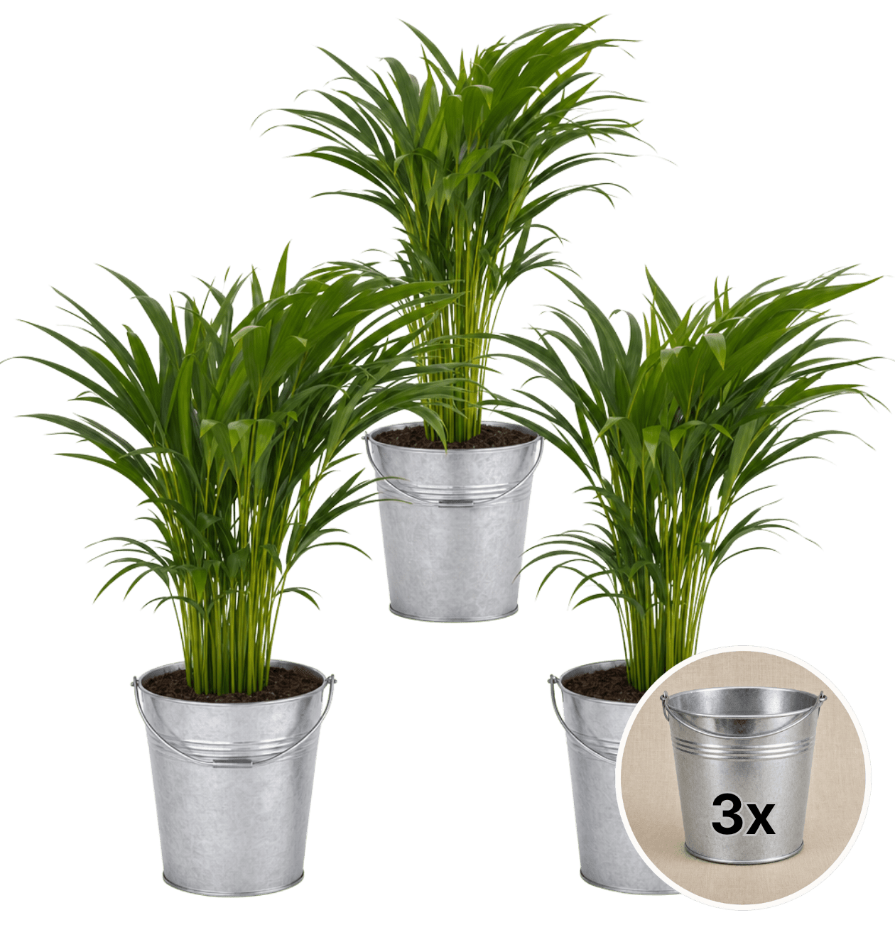 Goldfruchtpalme + 3x Zinktopf | 3er-Set | Dypsis lutescens | ca. 40-50 cm | Ø 12-15 cm Topf - Blume Ideal