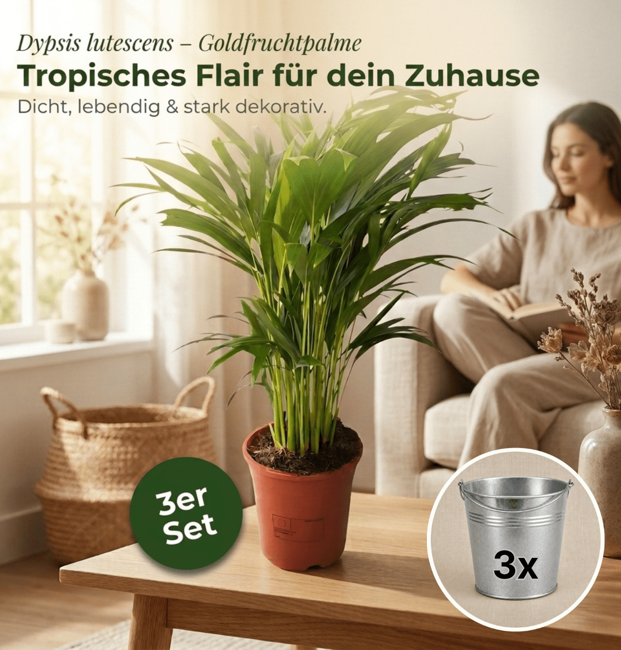 Goldfruchtpalme + 3x Zinktopf | 3er-Set | Dypsis lutescens | ca. 40-50 cm | Ø 12-15 cm Topf - Blume Ideal