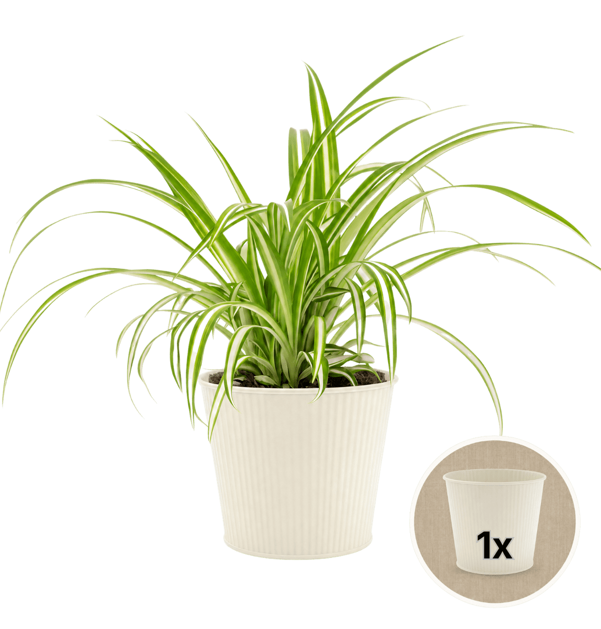 Grünlilie + 1x Cremefarbener Zinktopf | Chlorophytum | ca. 40-50 cm | Ø 12-15 cm Topf - Blume Ideal