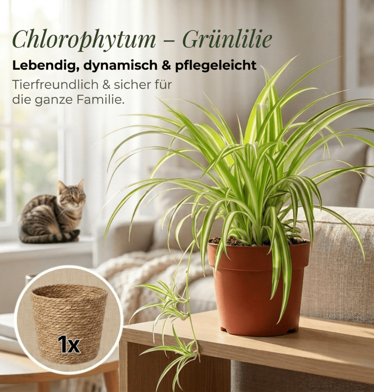 Grünlilie + 1x Seegraskorb | Chlorophytum | ca. 40-50 cm | Ø 12-15 cm Topf - Blume Ideal