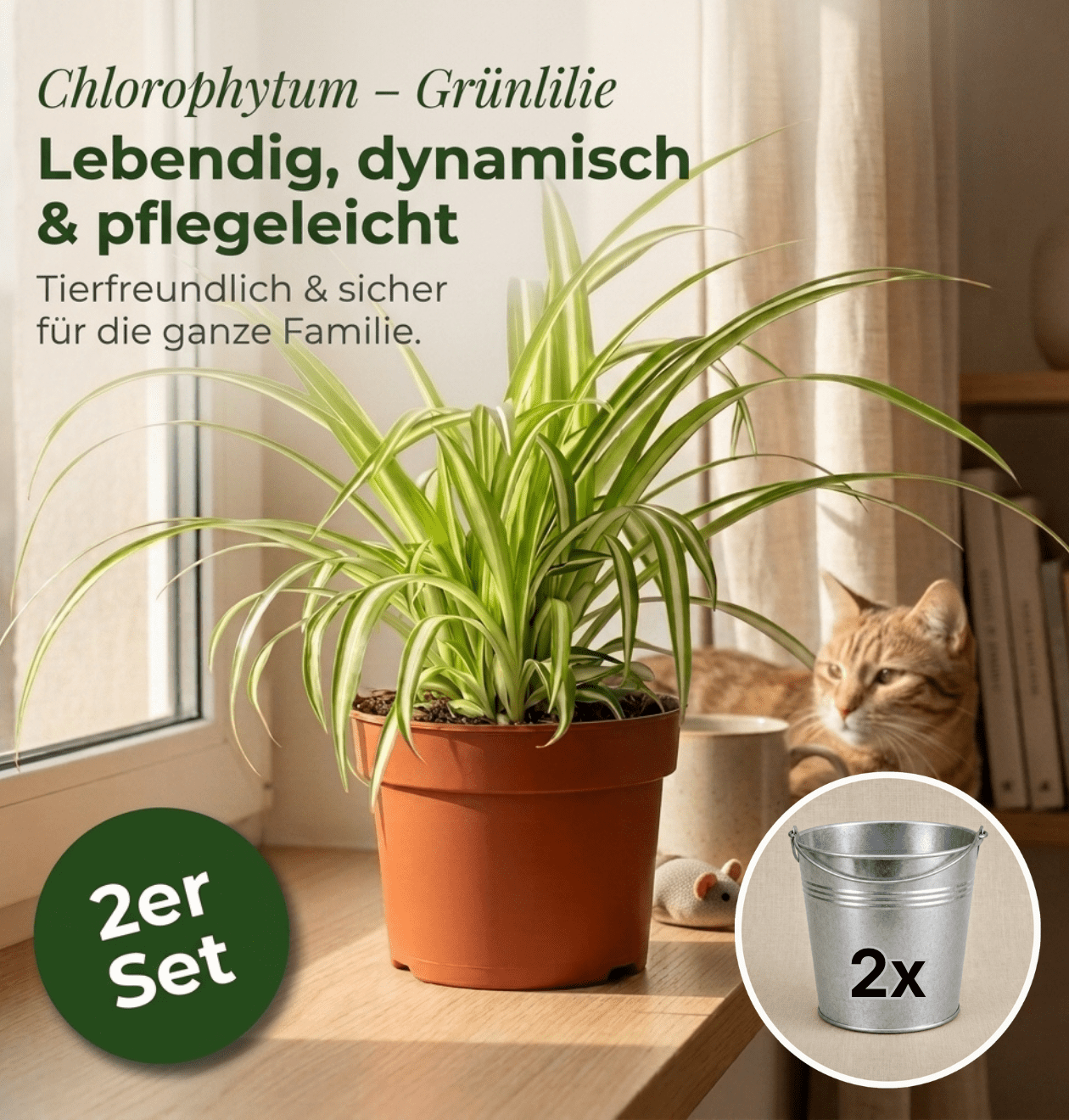 Grünlilie + 2x Zinktopf | 2er-Set | Chlorophytum | ca. 40-50 cm | Ø 12-15 cm Topf - Blume Ideal