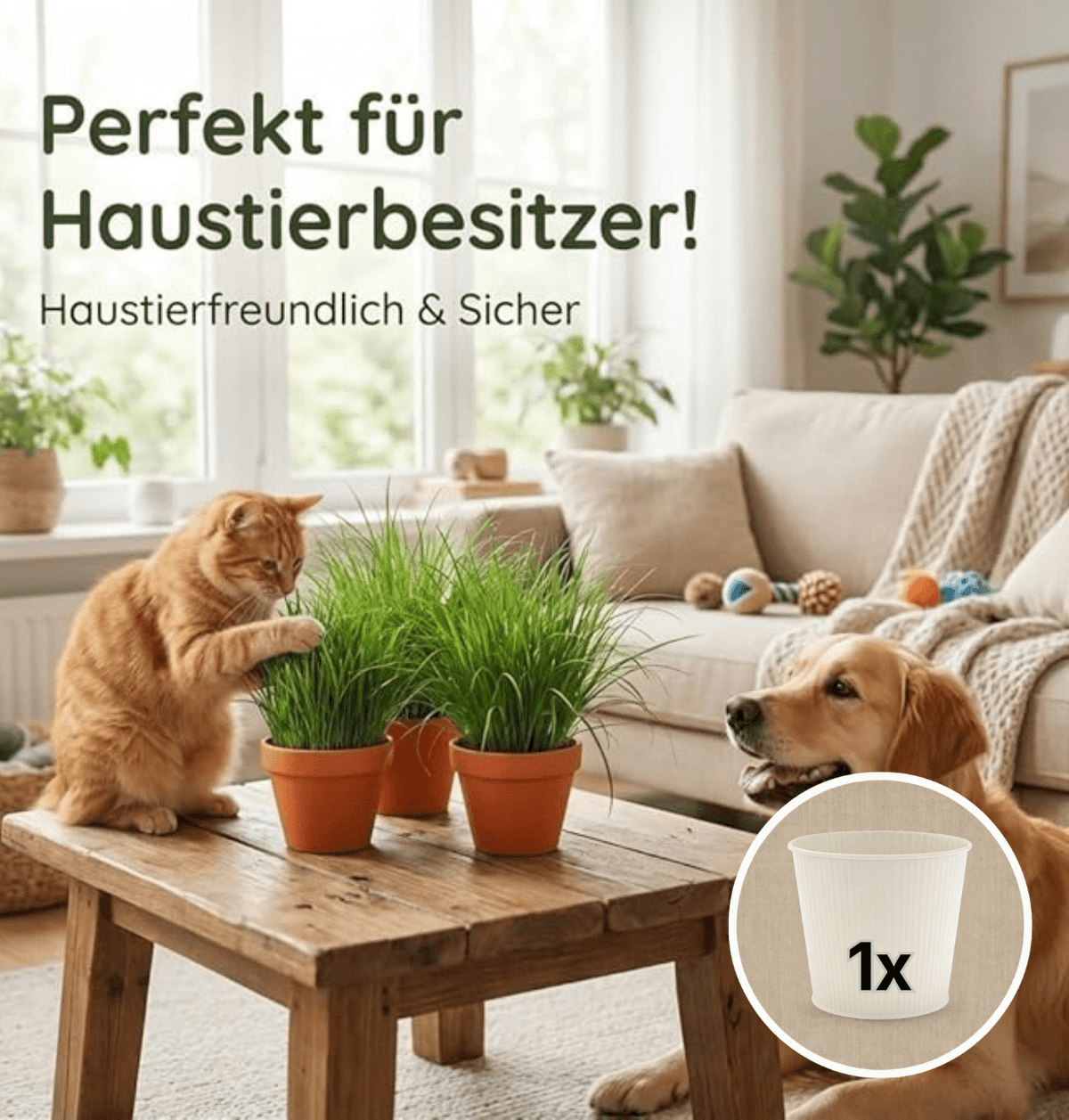 Katzengras + 1x Cremefarbener Zinktopf | Cyperus zumula | ca. 20-30 cm | Ø 12-15 cm Topf - Blume Ideal