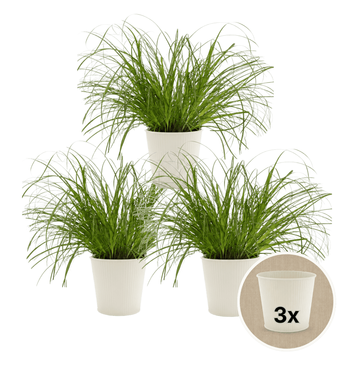Katzengras + 3x Cremefarbener Zinktopf | 3er-Set | Cyperus zumula | ca. 20-30 cm | Ø 12-15 cm Topf - Blume Ideal