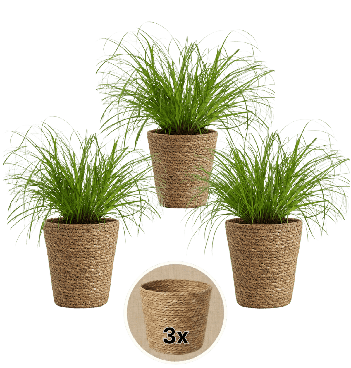 Katzengras + 3x Seegraskorb | 3er-Set | Cyperus zumula | ca. 20-30 cm | Ø 12-15 cm Topf - Blume Ideal