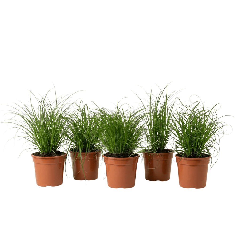 Katzengras | Cyperus zumula - Blume Ideal