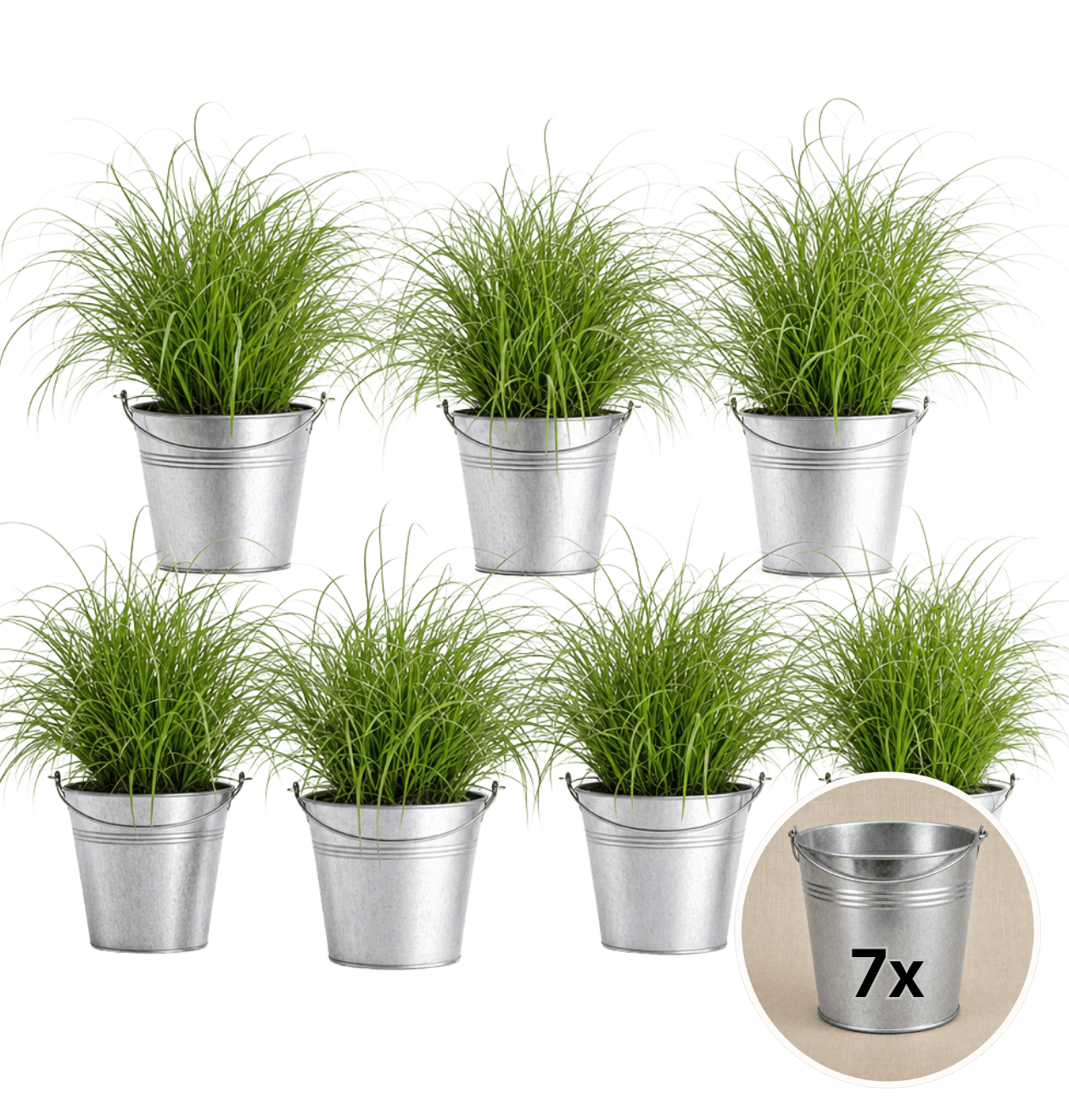 Katzengras + Zinktopf | 7er - Set | Cyperus zumula | ca. 20 - 30 cm | Ø 12 - 15 cm Topf - Blume Ideal