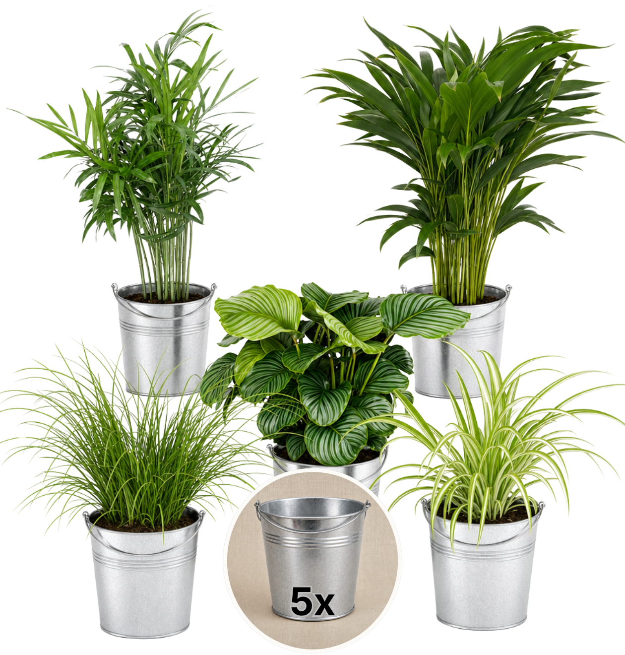 “Katzenliebhaber” Pflanzenset + Zinktopf | 5er - Set | ca. 30 - 45 cm | Ø 12 - 15 cm Topf - Blume Ideal
