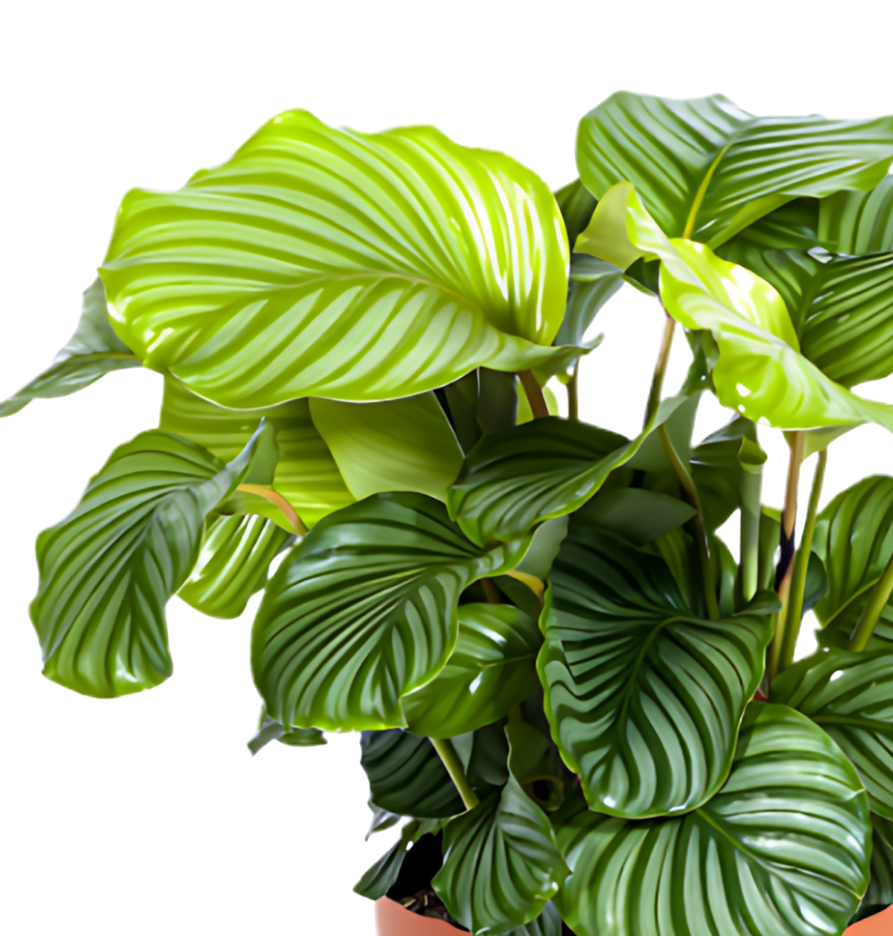 Korbmarante | 4er - Set | Calathea | ca. 40 - 50 cm | Ø 12 - 15 cm Topf - Blume Ideal