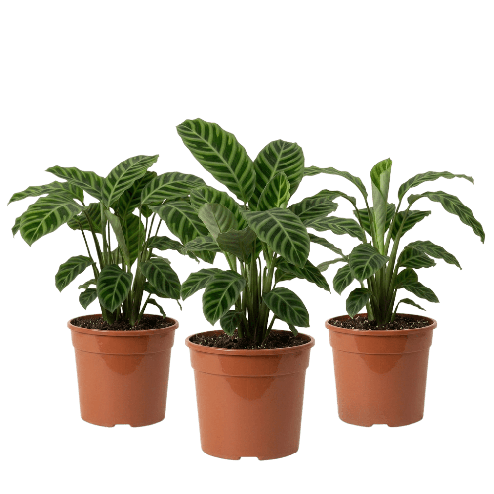 Korbmarante | Calathea - Blume Ideal