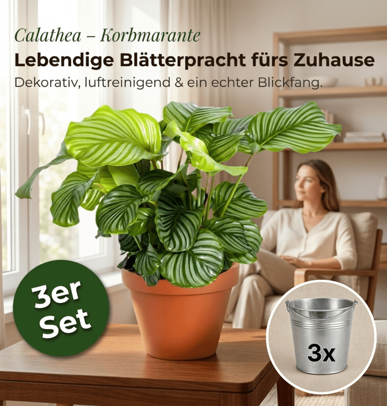 Korbmarante + Zinktopf | 3er - Set | Calathea | ca. 40 - 50 cm | Ø 12 - 15 cm Topf - Blume Ideal