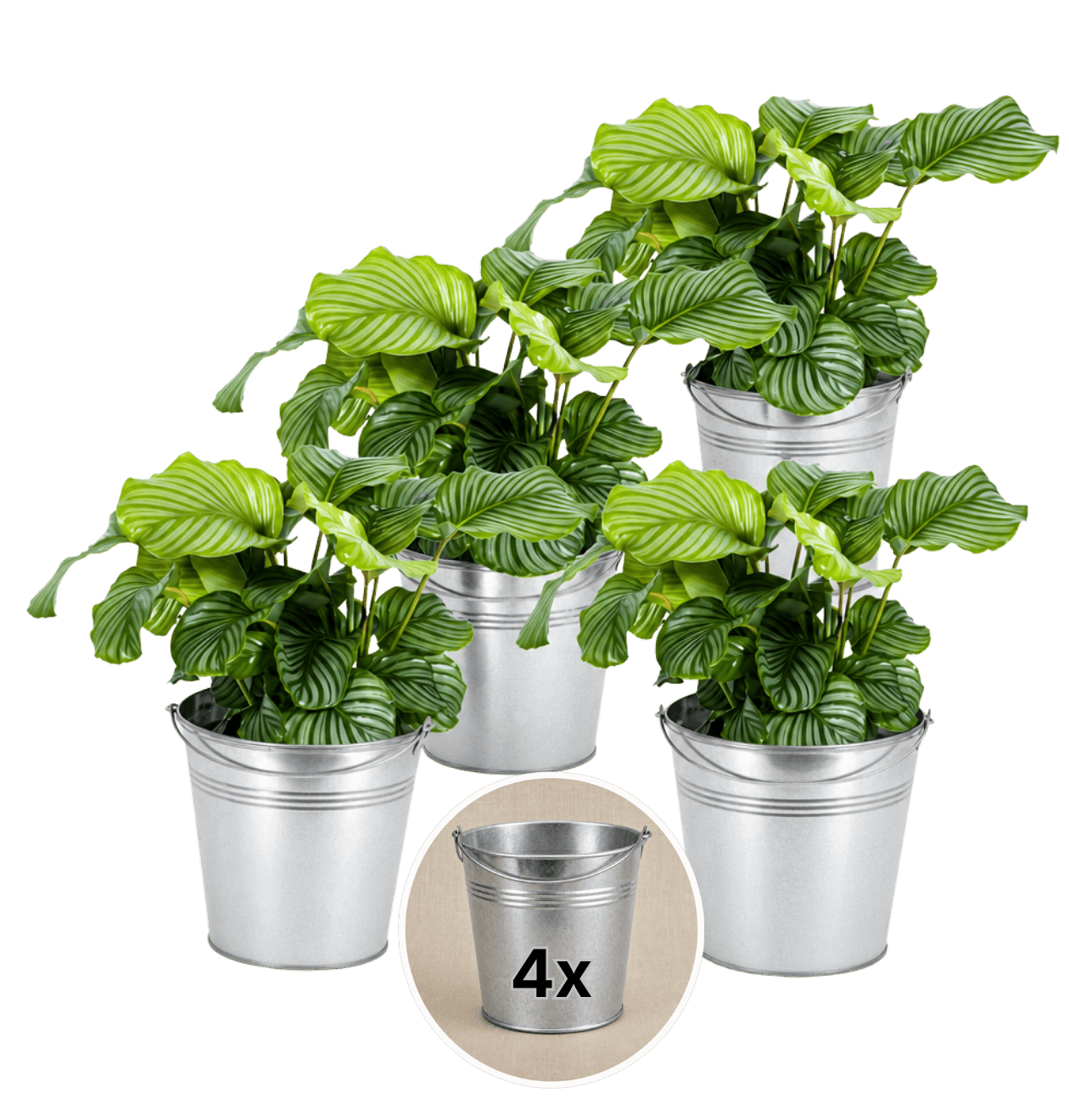 Korbmarante + Zinktopf | 4er - Set | Calathea | ca. 40 - 50 cm | Ø 12 - 15 cm Topf - Blume Ideal
