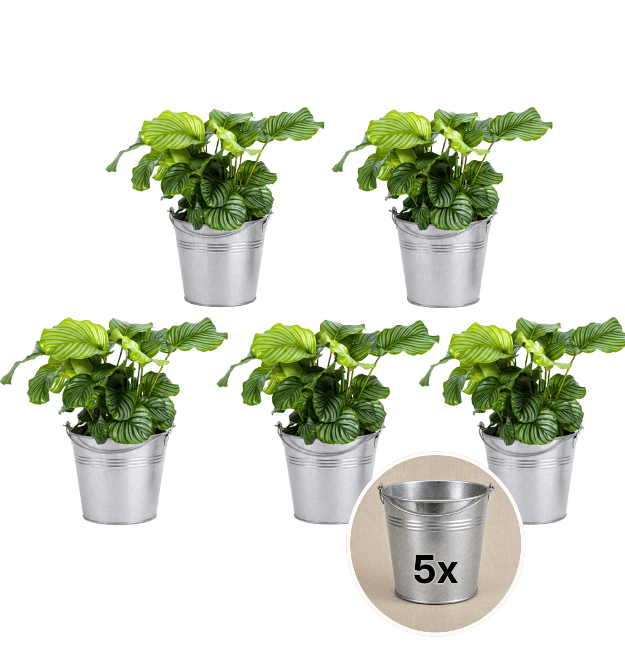 Korbmarante + Zinktopf | 5er - Set | Calathea | ca. 40 - 50 cm | Ø 12 - 15 cm Topf - Blume Ideal