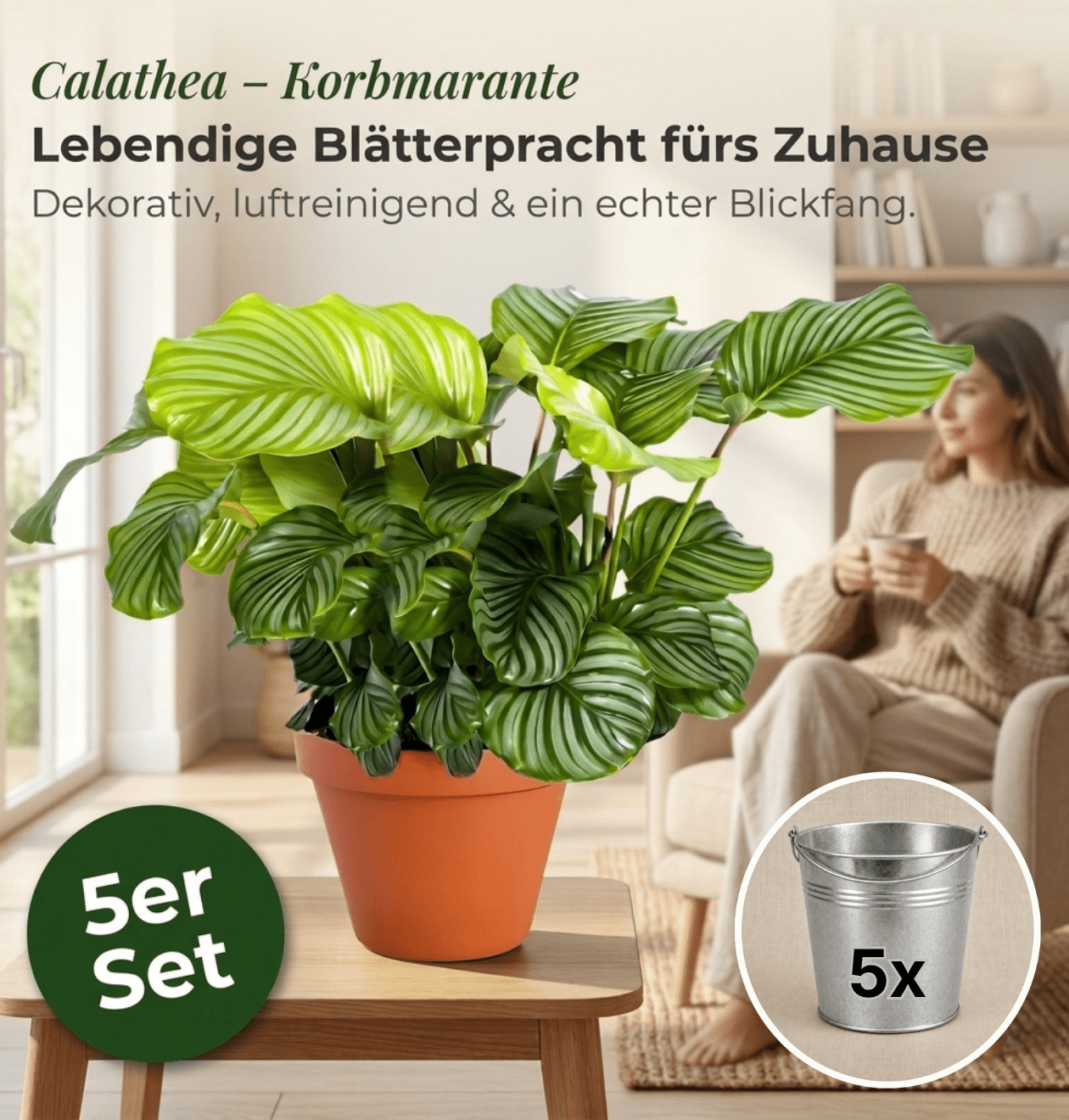 Korbmarante + Zinktopf | 5er - Set | Calathea | ca. 40 - 50 cm | Ø 12 - 15 cm Topf - Blume Ideal