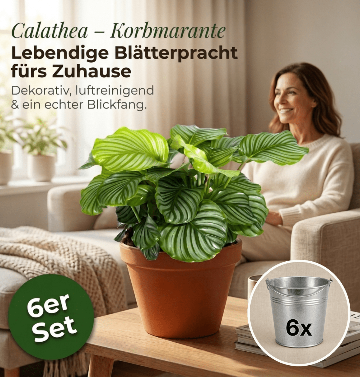 Korbmarante + Zinktopf | 6er - Set | Calathea | ca. 40 - 50 cm | Ø 12 - 15 cm Topf - Blume Ideal