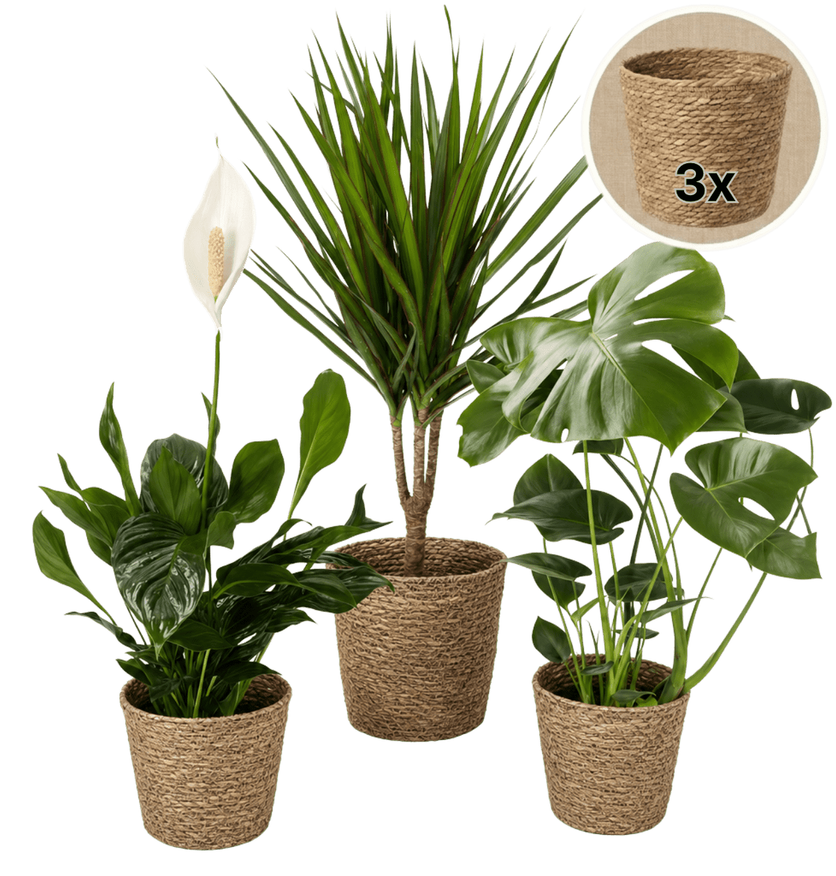 “Luftreiniger” Pflanzen-Set + 3x Seegraskorb | 3er-Set | ca. 40-70 cm | Ø 12-15 cm Topf - Blume Ideal