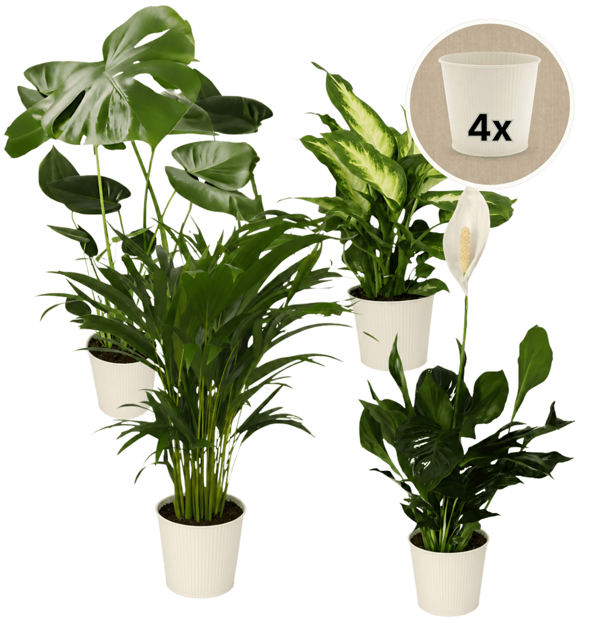 “Luftreiniger” Pflanzen-Set + 4x Cremefarbener Zinktopf | 4er-Set | ca. 40-70 cm | Ø 12-15 cm Topf - Blume Ideal