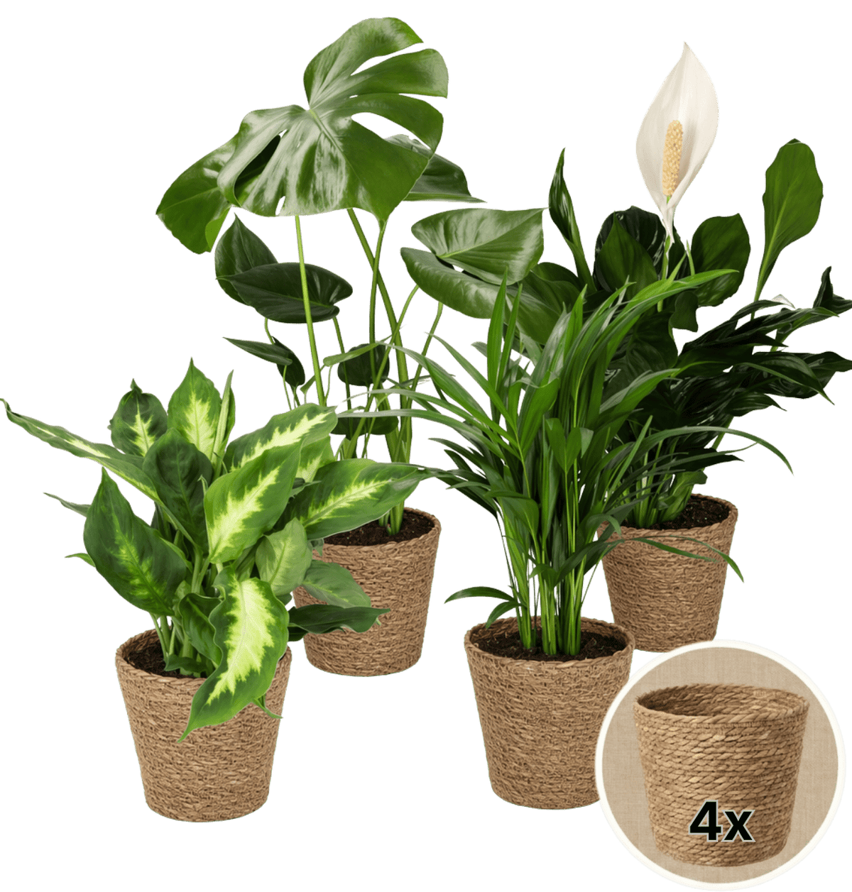 “Luftreiniger” Pflanzen-Set + 4x Seegraskorb | 4er-Set | ca. 40-70 cm | Ø 12-15 cm Topf - Blume Ideal