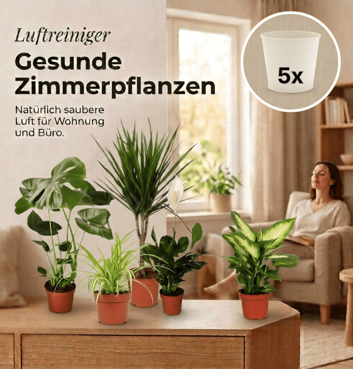 “Luftreiniger” Pflanzen-Set + 5x Cremefarbener Zinktopf | 5er-Set | ca. 40-70 cm | Ø 12-15 cm Topf - Blume Ideal