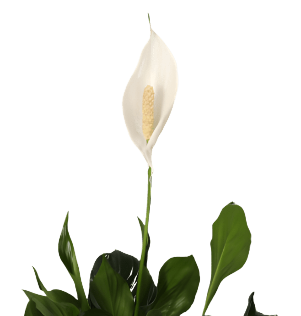 “Luftreiniger” Pflanzen - Set | 6er - Set | ca. 40 - 70 cm | Ø 12 - 15 cm Topf - Blume Ideal