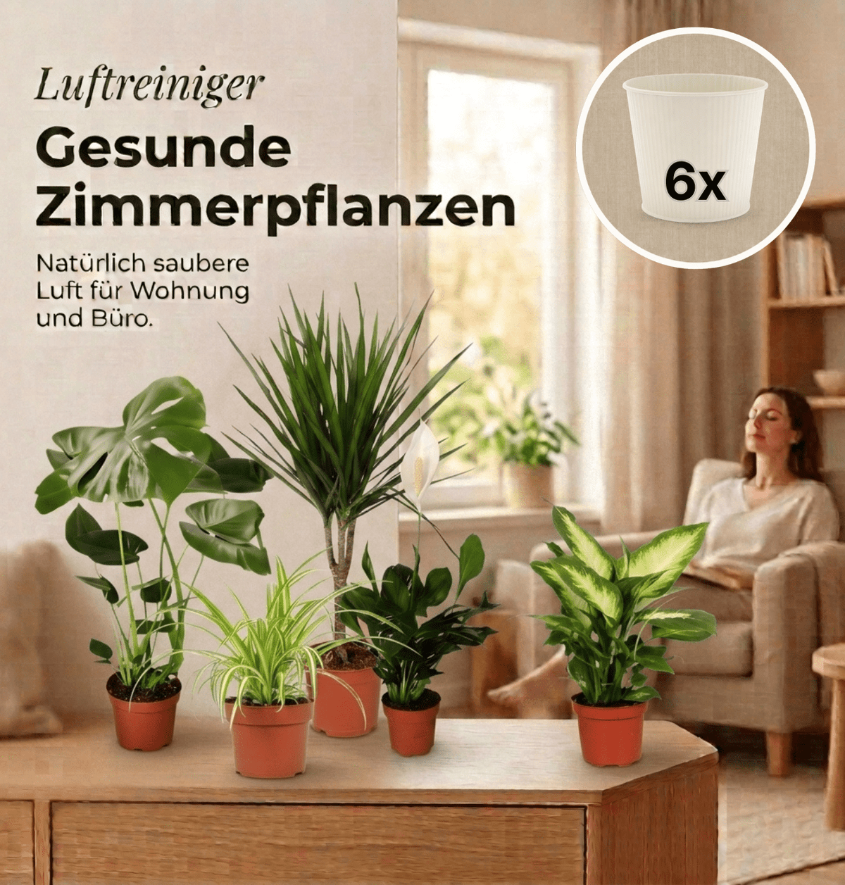 “Luftreiniger” Pflanzen-Set + 6x Cremefarbener Zinktopf | 6er-Set | ca. 40-70 cm | Ø 12-15 cm Topf - Blume Ideal