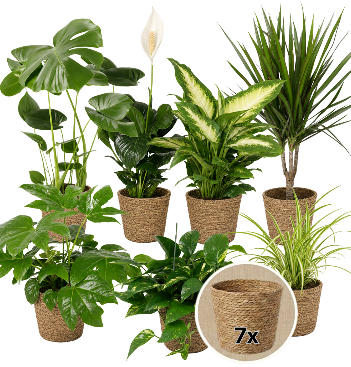 “Luftreiniger” Pflanzen-Set + 7x Seegraskorb | 7er-Set | ca. 30-70 cm | Ø 12-15 cm Topf - Blume Ideal
