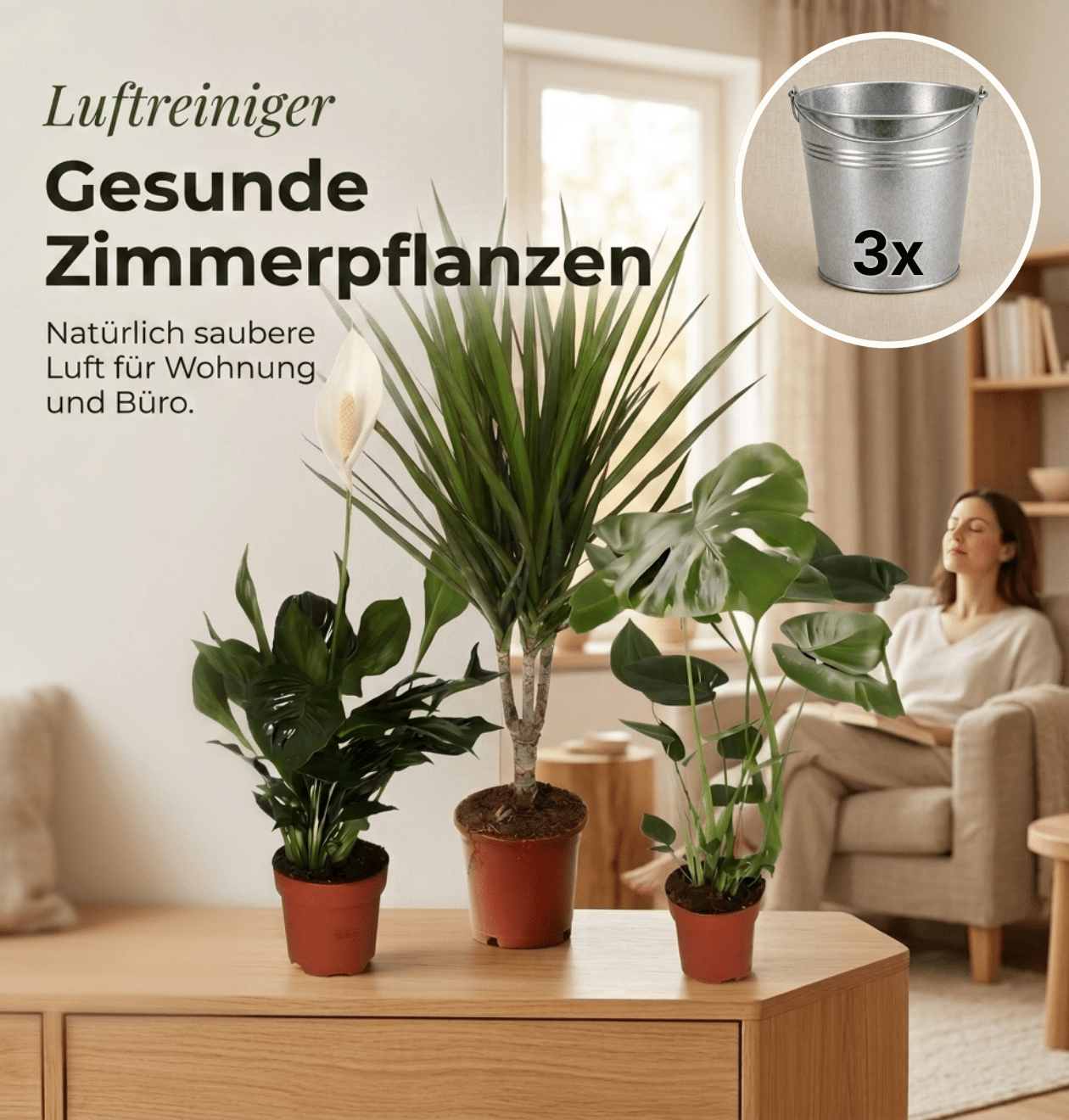 “Luftreiniger” Pflanzen - Set + Zinktopf | 3er - Set | ca. 40 - 70 cm | Ø 12 - 15 cm Topf - Blume Ideal