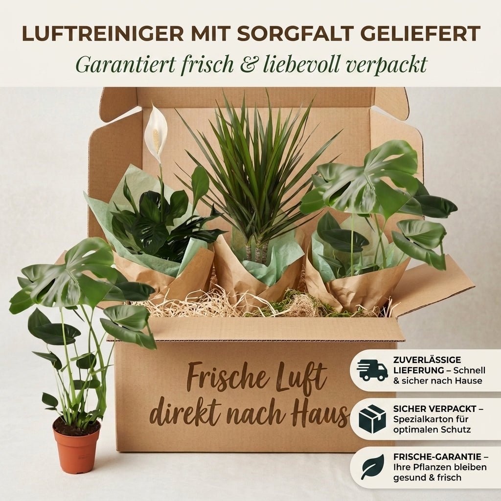 “Luftreiniger” Pflanzen - Set + Zinktopf | 4er - Set | ca. 40 - 70 cm | Ø 12 - 15 cm Topf - Blume Ideal