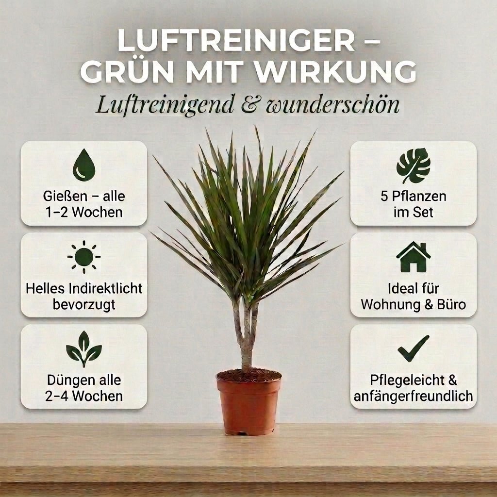 “Luftreiniger” Pflanzen - Set + Zinktopf | 5er - Set | ca. 40 - 70 cm | Ø 12 - 15 cm Topf - Blume Ideal