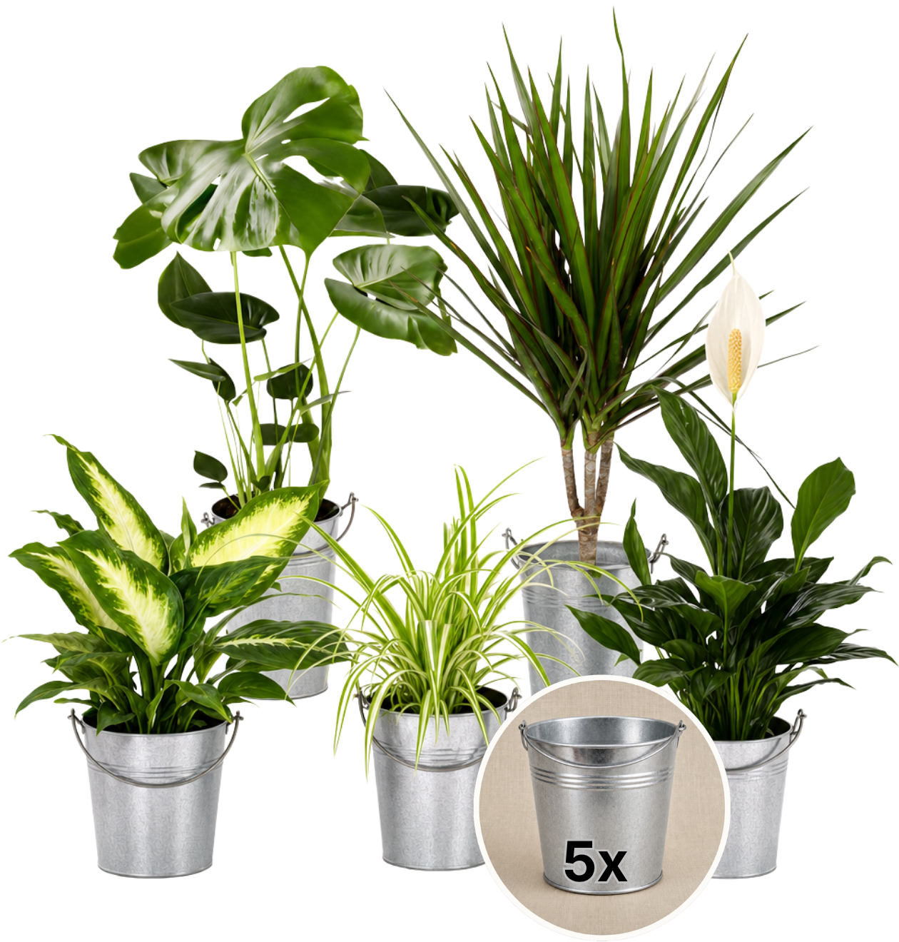 “Luftreiniger” Pflanzen - Set + Zinktopf | 5er - Set | ca. 40 - 70 cm | Ø 12 - 15 cm Topf - Blume Ideal