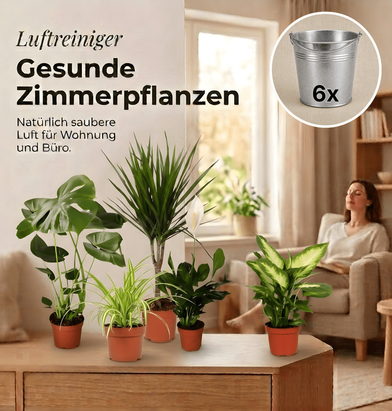 “Luftreiniger” Pflanzen - Set + Zinktopf | 6er - Set | ca. 40 - 70 cm | Ø 12 - 15 cm Topf - Blume Ideal