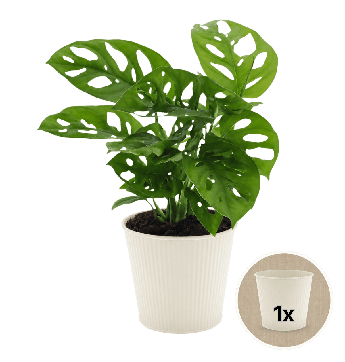 Monstera adansonii + 1x Cremefarbener Zinktopf | Monkey Leaf | ca. 25-30 cm | Ø 12-15 cm Topf - Blume Ideal