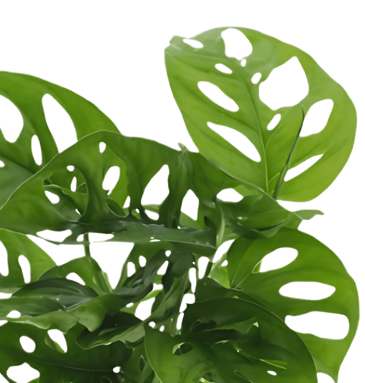 Monstera adansonii | 5er - Set | Affenblatt | ca. 25 - 30 cm | Ø 12 - 15 cm Topf - Blume Ideal