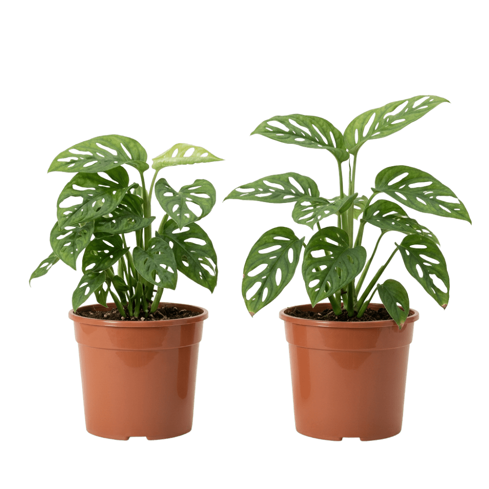 Monstera adansonii | Monkey Leaf - Blume Ideal