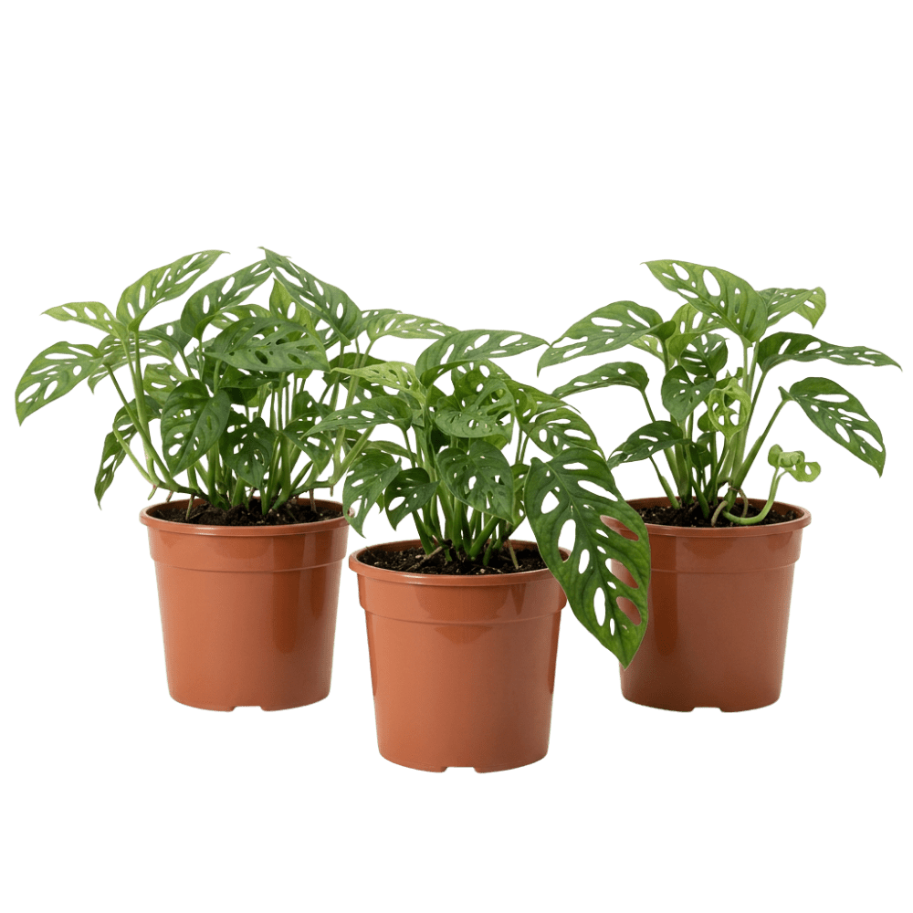 Monstera adansonii | Monkey Leaf - Blume Ideal