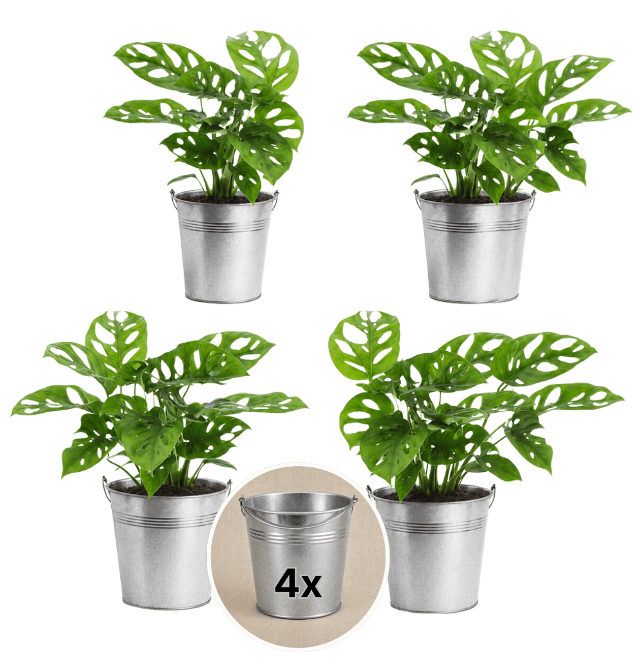 Monstera adansonii + Zinktopf | 4er - Set | Monkey Leaf | ca. 25 - 30 cm | Ø 12 - 15 cm Topf - Blume Ideal