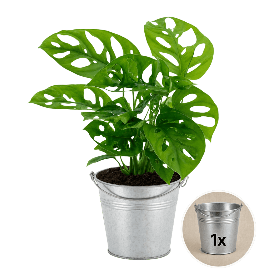 Monstera adansonii + Zinktopf | Monkey Leaf | ca. 25 - 30 cm | Ø 12 - 15 cm Topf - Blume Ideal