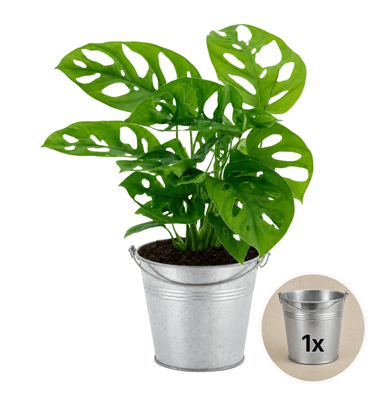 Monstera adansonii + Zinktopf | Monkey Leaf | ca. 25 - 30 cm | Ø 12 - 15 cm Topf - Blume Ideal