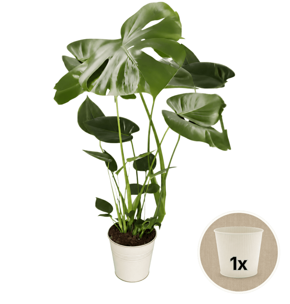 Monstera deliciosa + 1x Cremefarbener Zinktopf | Fensterblatt | ca. 55-70 cm | Ø 12-15 cm Topf - Blume Ideal