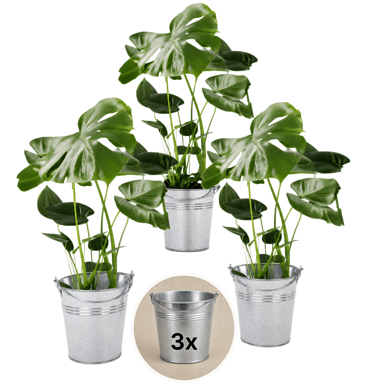 Monstera deliciosa + Zinktopf | 3er - Set | Fensterblatt | ca. 55 - 70 cm | Ø 12 - 15 cm Topf - Blume Ideal