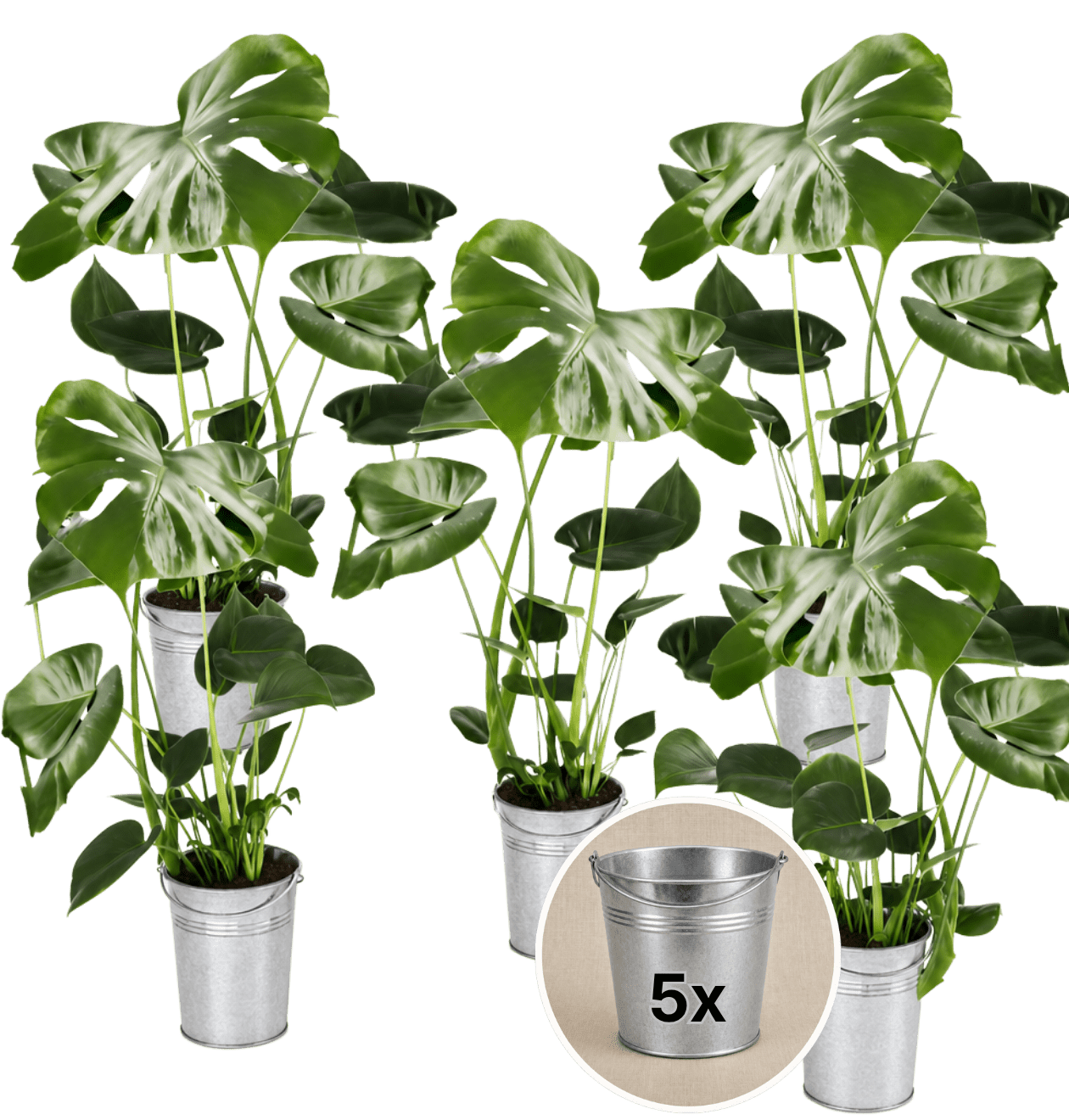 Monstera deliciosa + Zinktopf | 5er - Set | Fensterblatt | ca. 55 - 70 cm | Ø 12 - 15 cm Topf - Blume Ideal