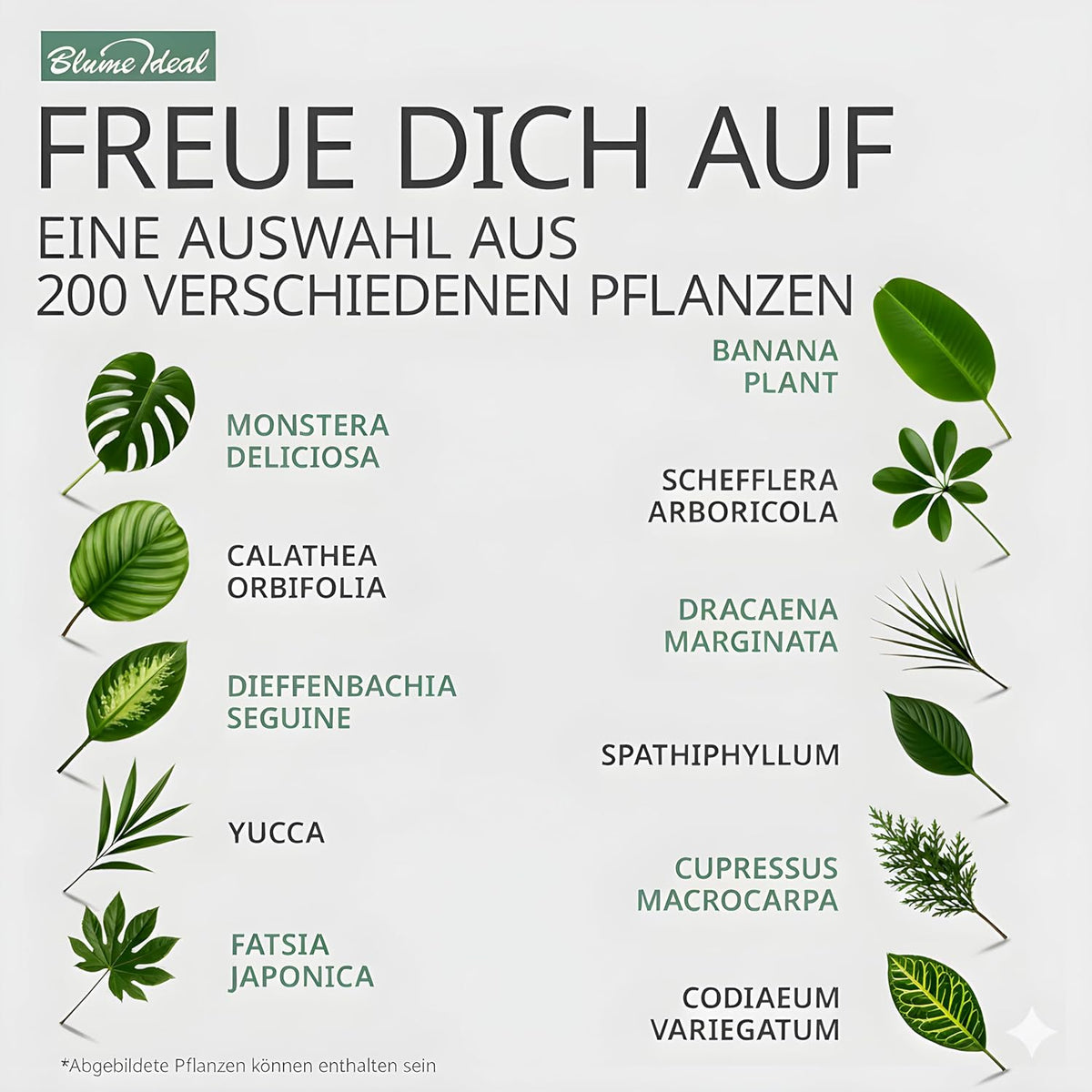 Pflanzenüberraschung + 4x Cremefarbener Zinktopf | 4er-Set | ca. 30-70 cm | Ø 12-15 cm Topf - Blume Ideal