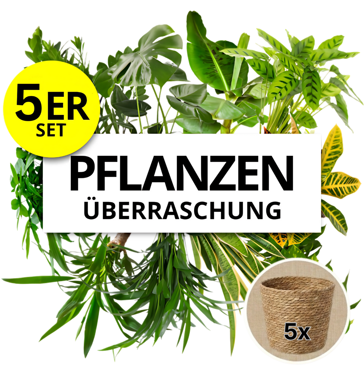 Pflanzenüberraschung + 5x Seegraskorb | 5er-Set | ca. 30-70 cm | Ø 12-15 cm Topf - Blume Ideal