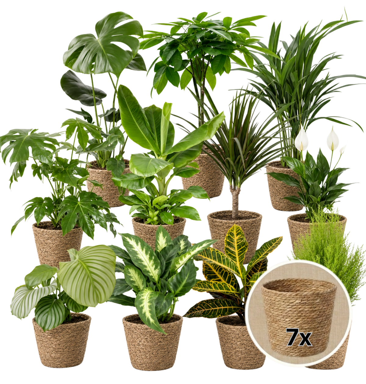 Pflanzenüberraschung + 7x Seegraskorb | 7er-Set | ca. 30-70 cm | Ø 12-15 cm Topf - Blume Ideal