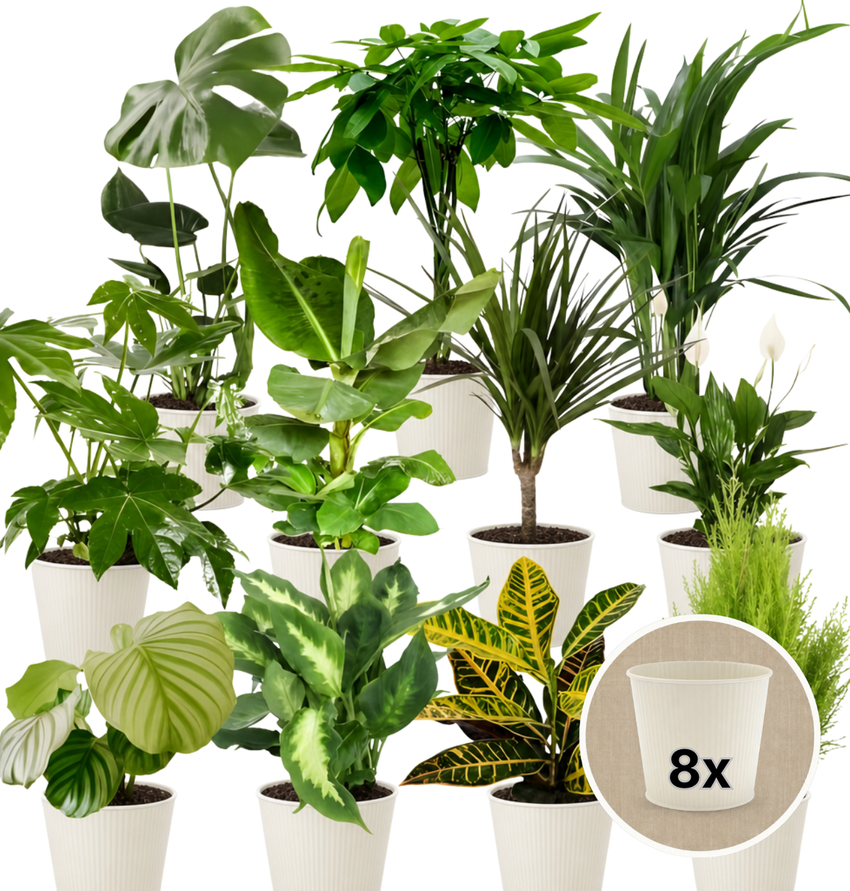 Pflanzenüberraschung + 8x Cremefarbener Zinktopf | 8er-Set | ca. 30-70 cm | Ø 12-15 cm Topf - Blume Ideal