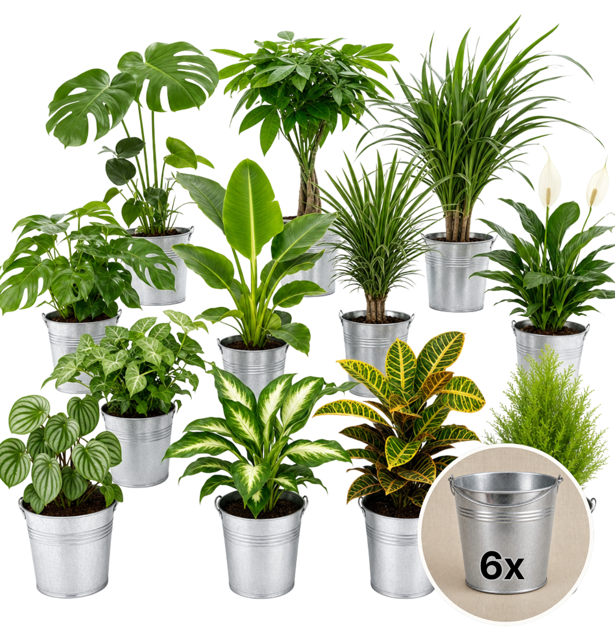 Pflanzenüberraschung + Zinktopf | 6er - Set | ca. 30 - 70 cm | Ø 12 - 15 cm Topf - Blume Ideal