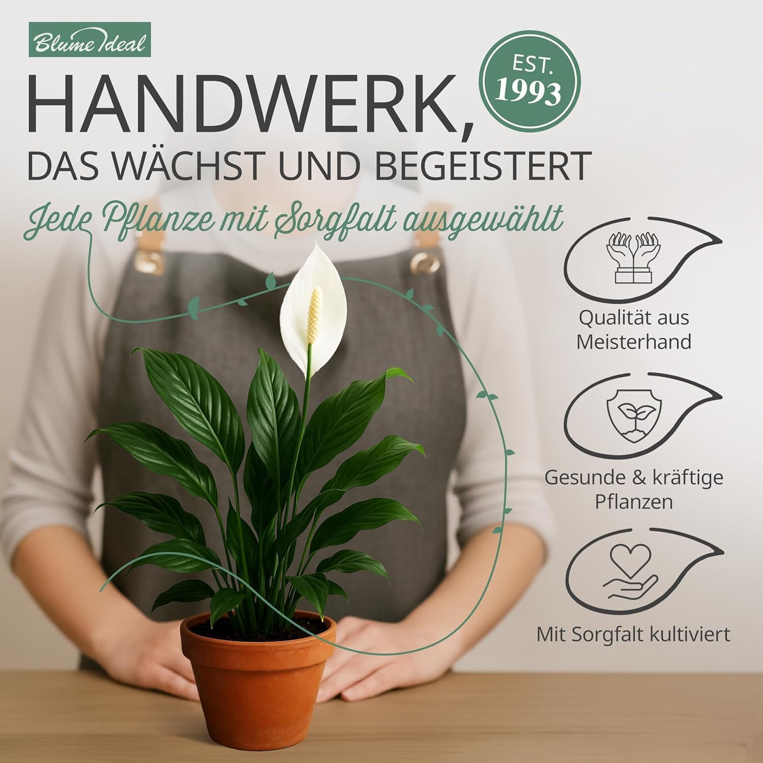 Pflanzenüberraschung + Zinktopf | 7er - Set | ca. 30 - 70 cm | Ø 12 - 15 cm Topf - Blume Ideal