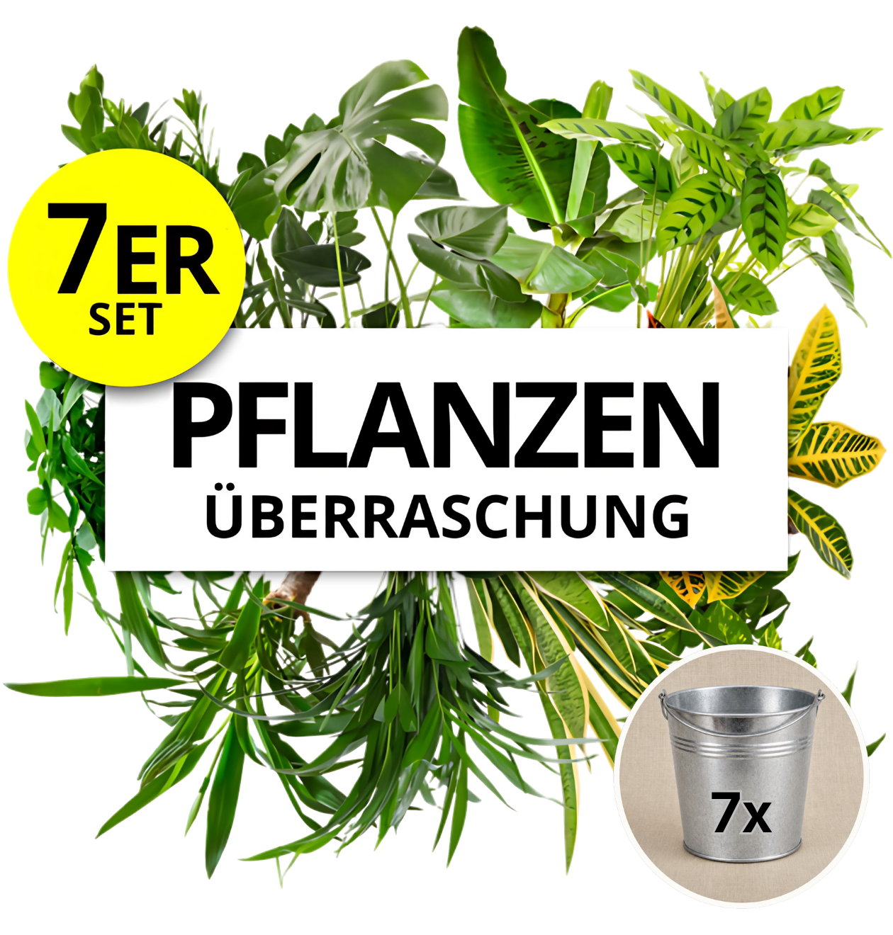 Pflanzenüberraschung + Zinktopf | 7er - Set | ca. 30 - 70 cm | Ø 12 - 15 cm Topf - Blume Ideal