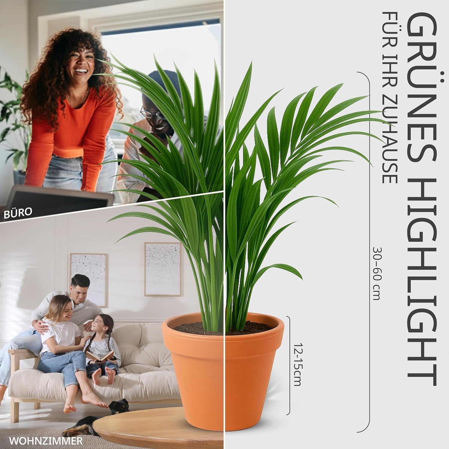 Pflanzenüberraschung + Zinktopf | 8er - Set | ca. 30 - 70 cm | Ø 12 - 15 cm Topf - Blume Ideal